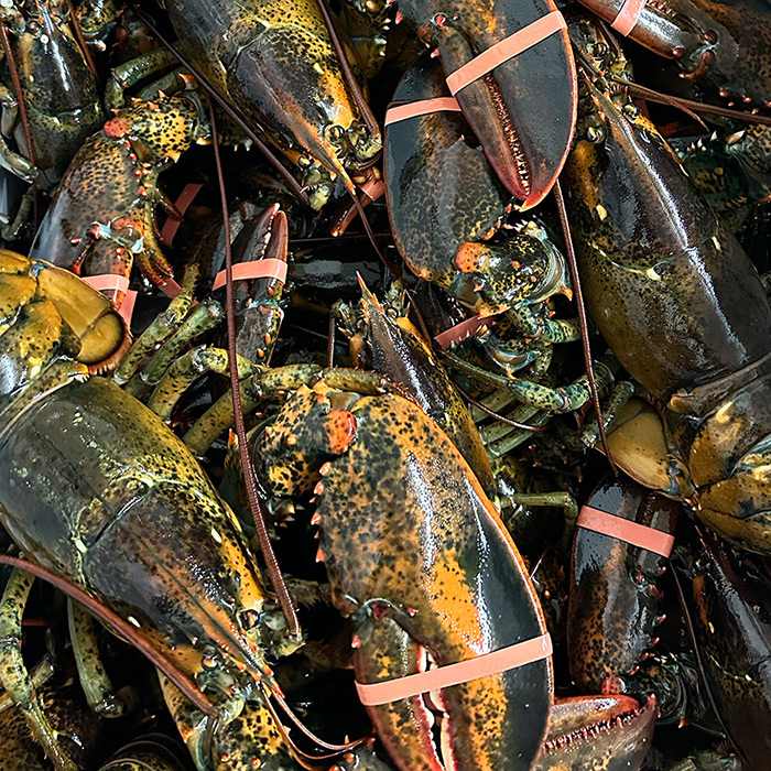 lobster-db-kenney-fisheries