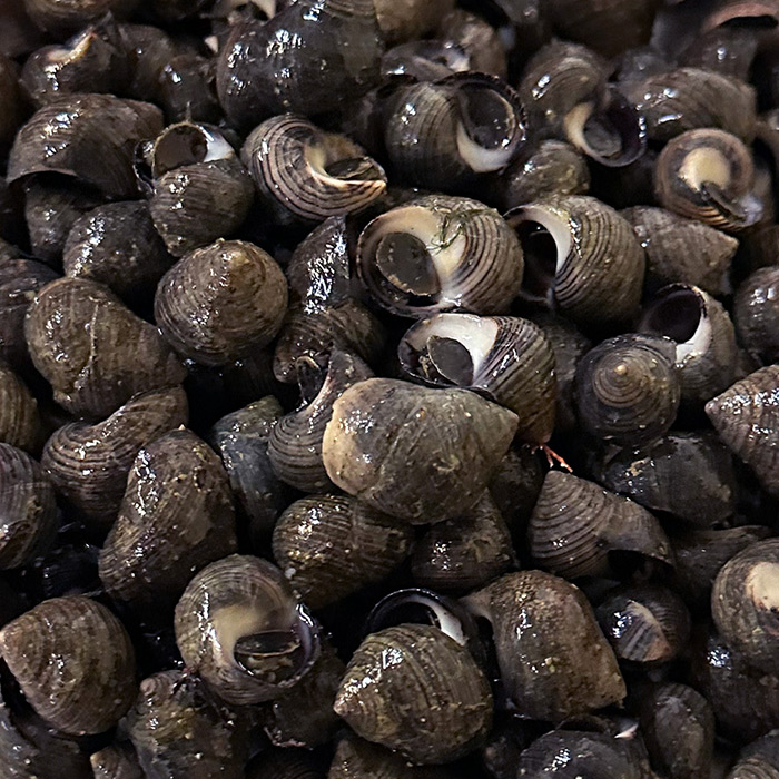 periwinkles-db-kenney-fisheries