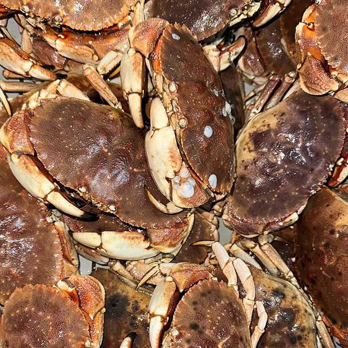 jonah-crab-02
